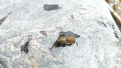 Sinogomphus flavolimbatus