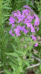 Hesperis matronalis