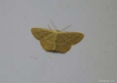 Scopula inductata