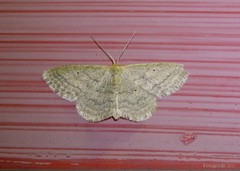 Scopula inductata