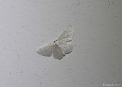 Hydrelia albifera