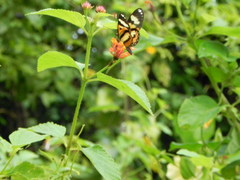 Hypothyris ninonia daeta