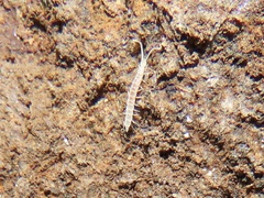Scolopendrellidae