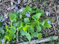Viola pedatifida