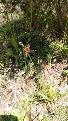 Luzula capitata