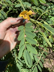 Senna acclinis