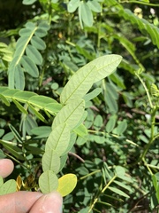 Senna acclinis