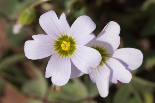 Blue woodsorrel (Oxalis caerulea)