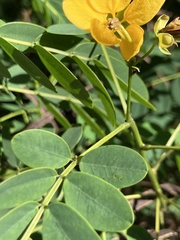 Senna acclinis