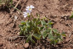 Oxalis caerulea