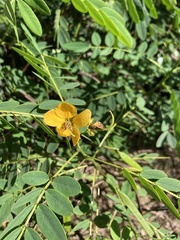 Senna acclinis