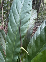 Anthurium crenatum