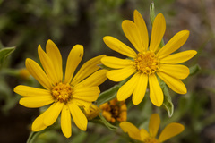 Heterotheca nitidula
