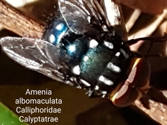 Amenia albomaculata
