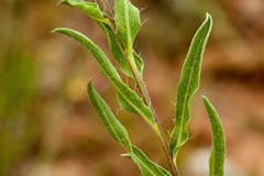 Heterotheca nitidula
