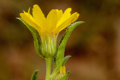 Heterotheca nitidula