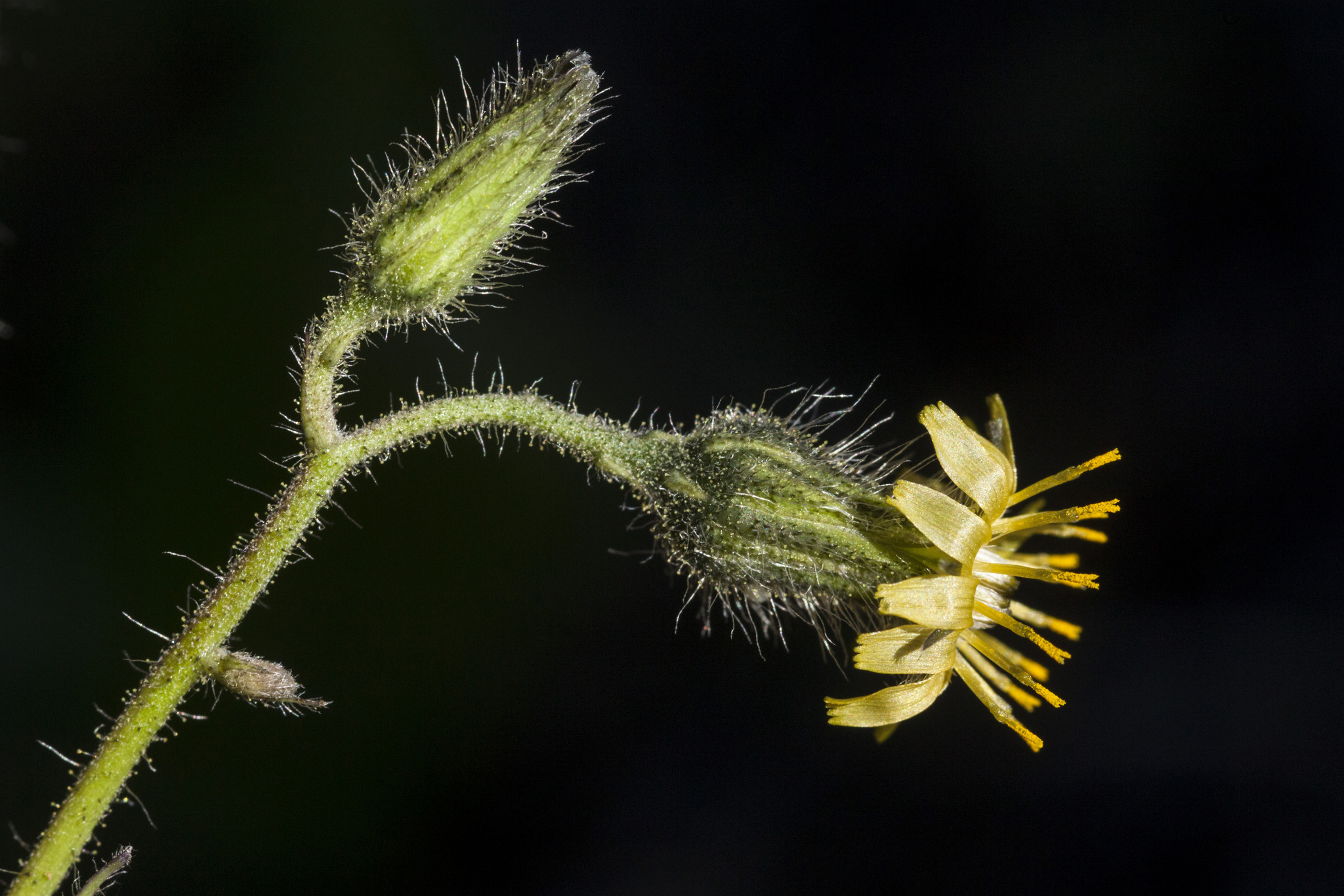 Hieracium brevipilum