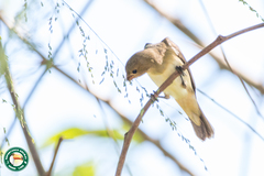 Sporophila caerulescens