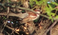Passer domesticus