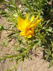 Grindelia chiloensis