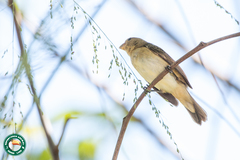 Sporophila caerulescens