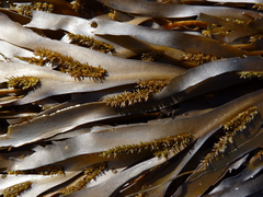 Seirococcus axillaris