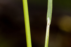 Piptochaetium pringlei