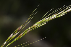 Piptochaetium pringlei