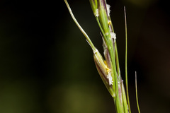 Piptochaetium pringlei