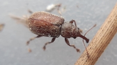 Doydirhynchus austriacus