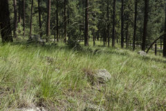 Piptochaetium pringlei