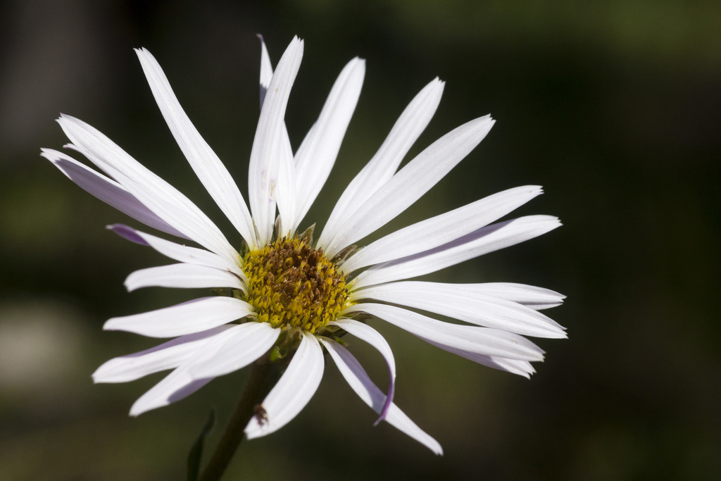 Townsendia formosa; photograph author not stated, no rights reserved