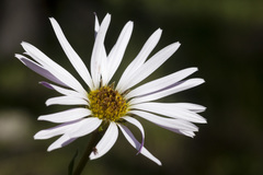 Townsendia formosa