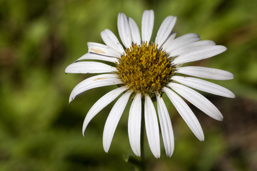 smooth Townsend daisy (Townsendia formosa)
