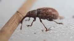 Doydirhynchus austriacus