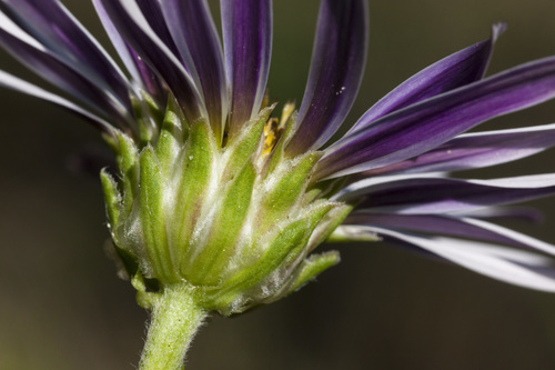 Townsendia formosa, photograph 2