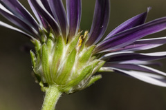 Townsendia formosa