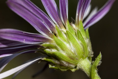 Townsendia formosa