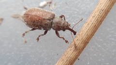 Doydirhynchus austriacus