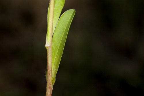 Townsendia formosa, photograph 4