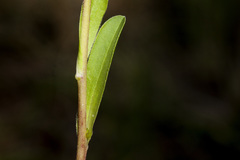 Townsendia formosa