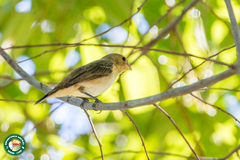 Sporophila caerulescens