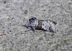 Furcula occidentalis