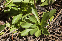 Townsendia formosa