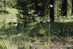 Townsendia formosa