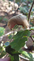 Heteroecus dasydactyli