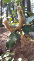 Heteroecus dasydactyli