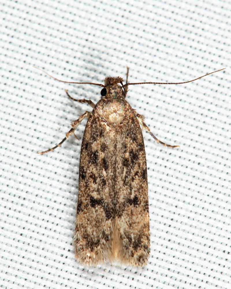 Chionodes baro