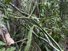 Selenicereus triangularis