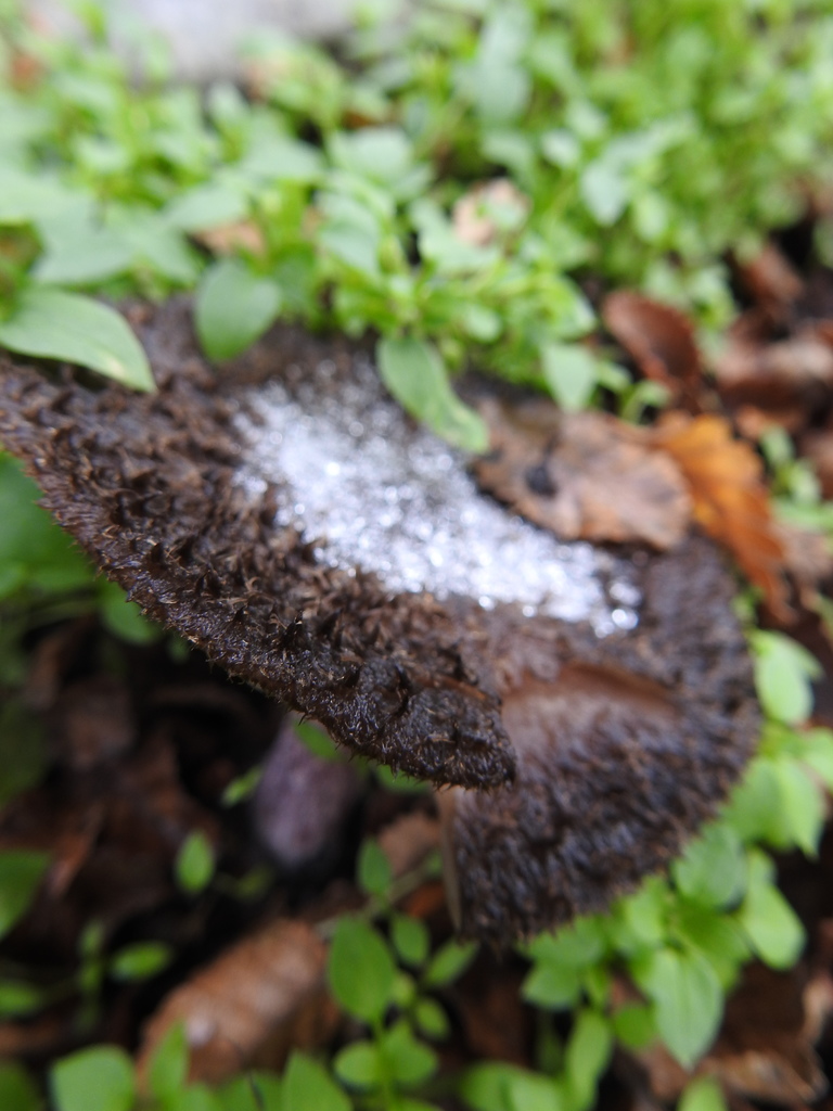 Collybia fibrosissima · May 2021 · photo: © marreginas (iNaturalist, cc-by)